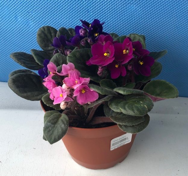 African violet | Fleuriste – Fleurs Chez Normand